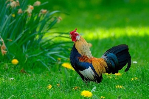 ANTIBIOTICI NATURALI?