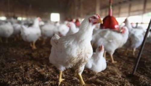 Salmonella Infantis in allevamenti di broilers